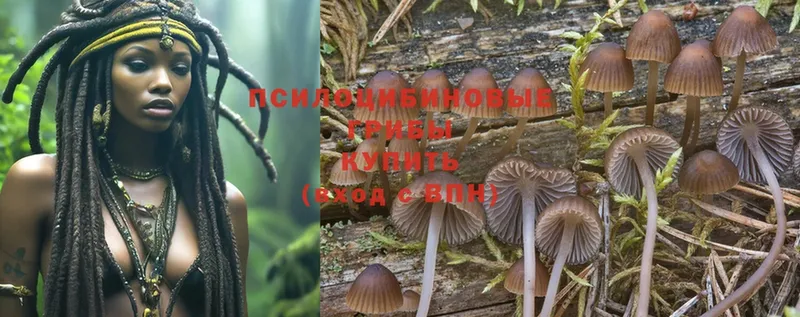 Псилоцибиновые грибы Cubensis  где купить   Новокузнецк 